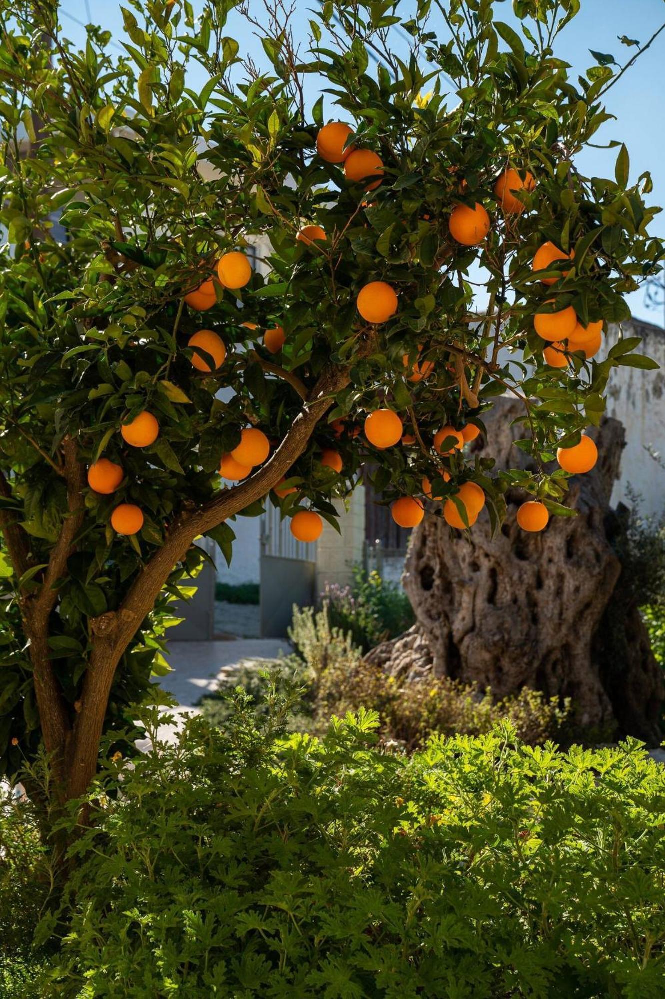Physis Country House Near Matala Beach & Faistos Kouses 외부 사진